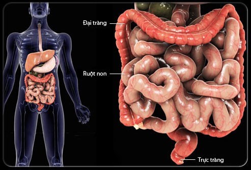 What is the small intestine, and how does small bowel endoscopy work?