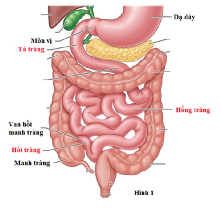 ruột non, nội soi ruột non, nội soi ruột non bằng bóng đôi, bệnh lý tiêu hoá, nội soi tiêu hoá