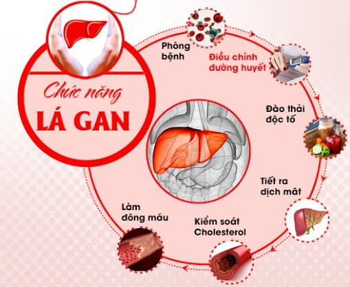 bệnh gan do bia rượu, gan nhiễm mỡ, xơ gan, ung thư gan