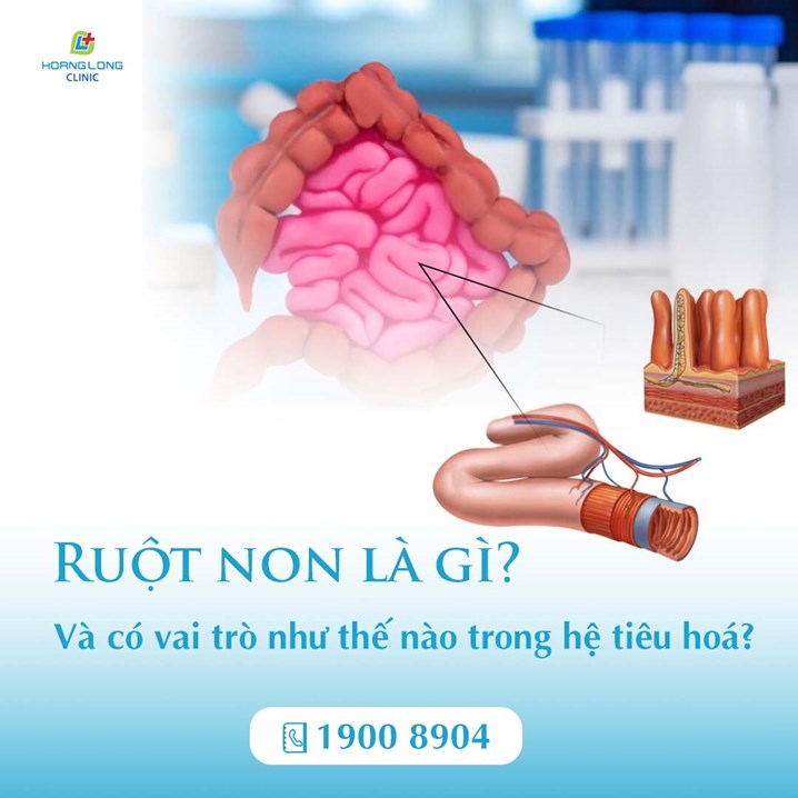 Ruột non là gì và có vai trò như thế nào trong hệ tiêu hoá?