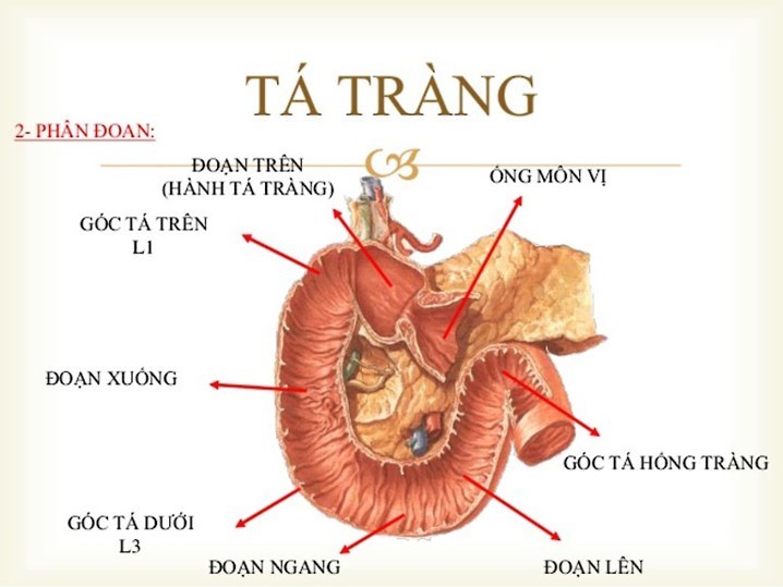 Hình ảnh hành tá tràng