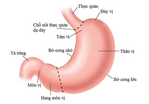 viêm xung huyết bờ cong nhỏ, viêm dạ dày, viêm hang vị bờ cong nhỏ, ung thư dạ dày